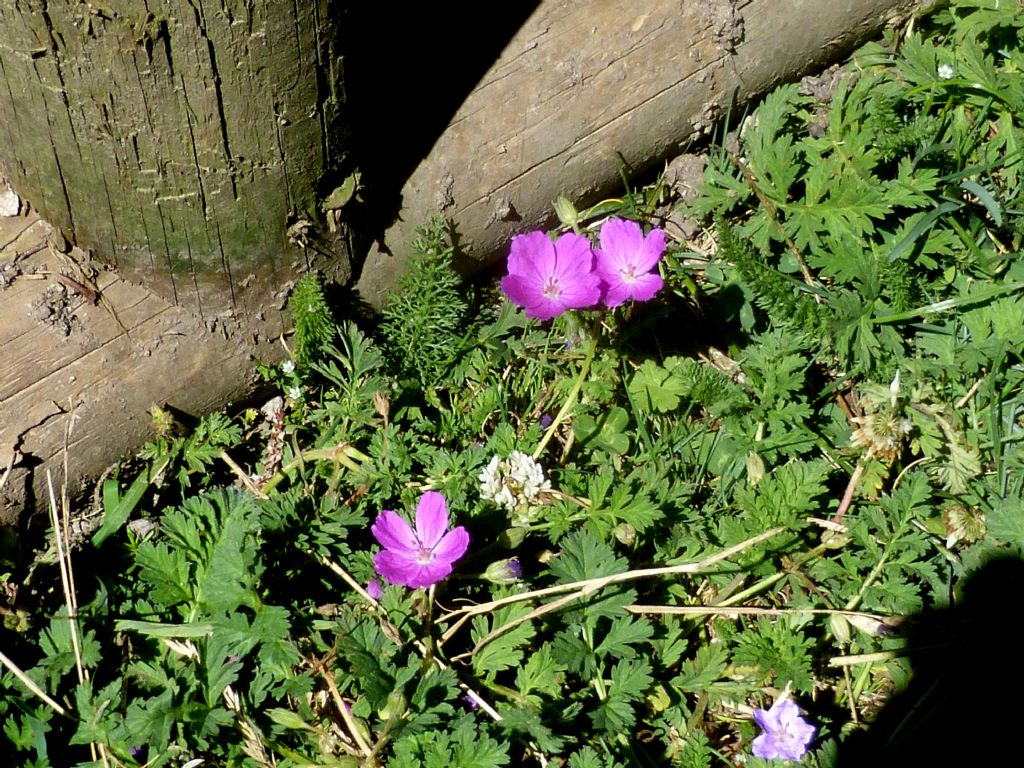 Erodium alpinum